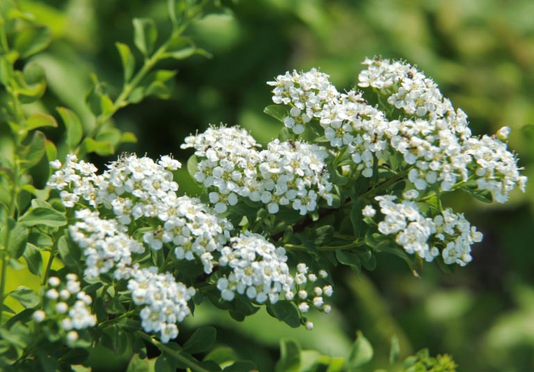 Spirea | Proprietà e Usi Erboristici | Rischi e Benefici per la Salute