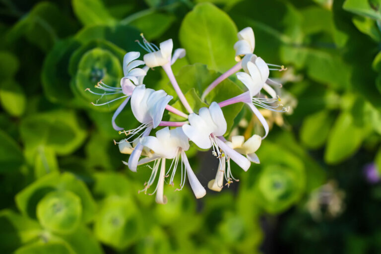 Lonicera Japonica | Benefici per Pelle e Salute | Controindicazioni