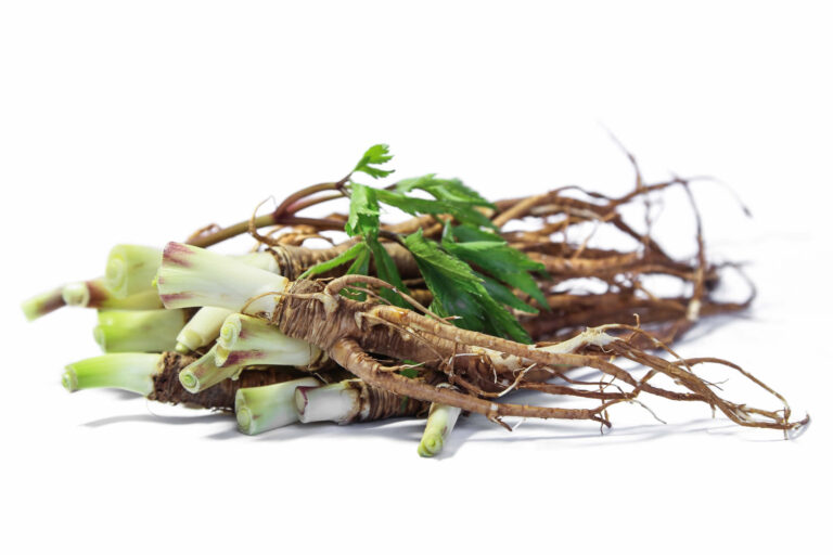 Dong Quai | Angelica sinensis | Benefici, Efficacia, Controindicazioni