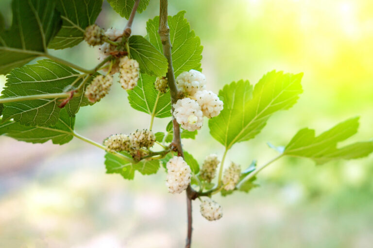 Gelso Bianco | Proprietà | Glicemia, Colesterolo e Altri Benefici