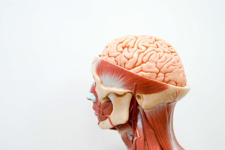 Neuropeptide Y | Cos’è, A Cosa Serve | Funzioni nell’Organismo
