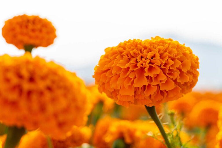 Tagetes erecta | Usi, Proprietà | Rischi e Benefici per la Salute