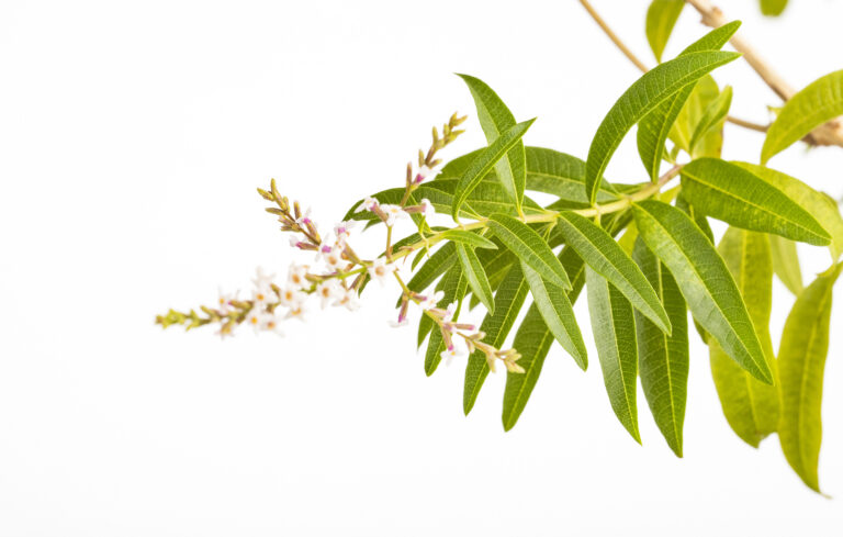 Verbena odorosa | Proprietà e Benefici | Usi, Controindicazioni