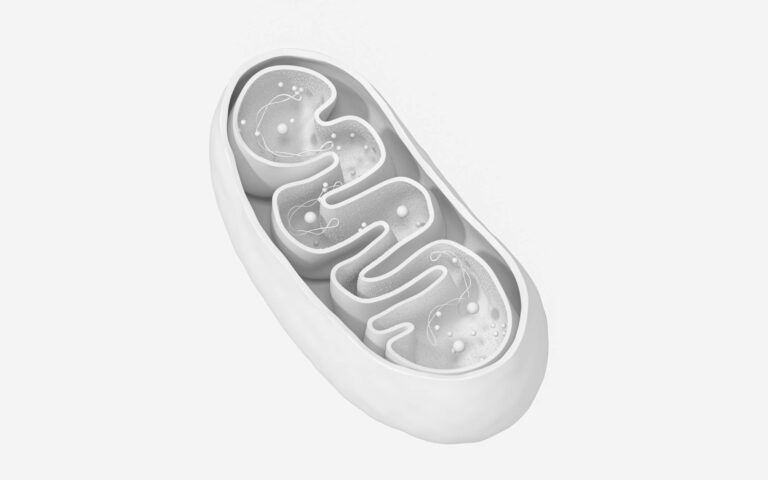MitoQ | Mitochinone mesilato | Benefici, Dosi, Controindicazioni
