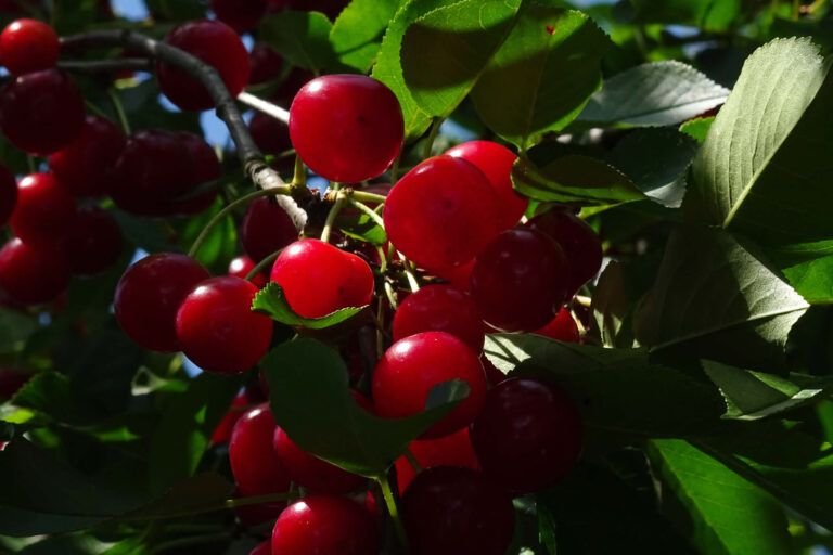 Tart Cherry | Usi Come Integratore | Benefici per Sport e Salute