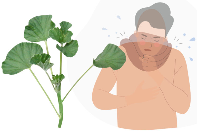 Umckaloabo | Pelargonium sidoides | Proprietà, Benefici, Rischi