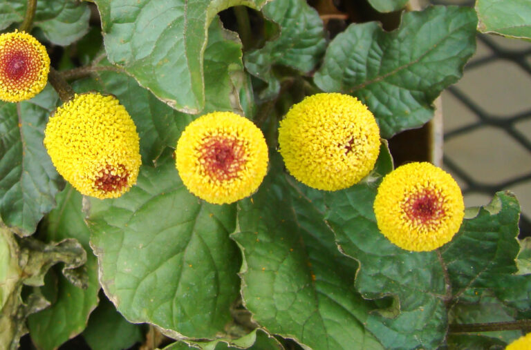 Acmella oleracea | Botulino Vegetale? Proprietà e Benefici