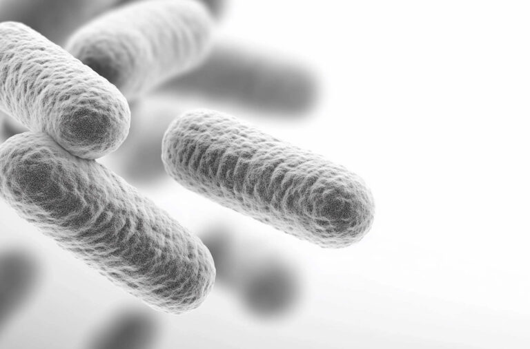 Lactobacillus reuteri | Benefici, Proprietà, Effetti Collaterali