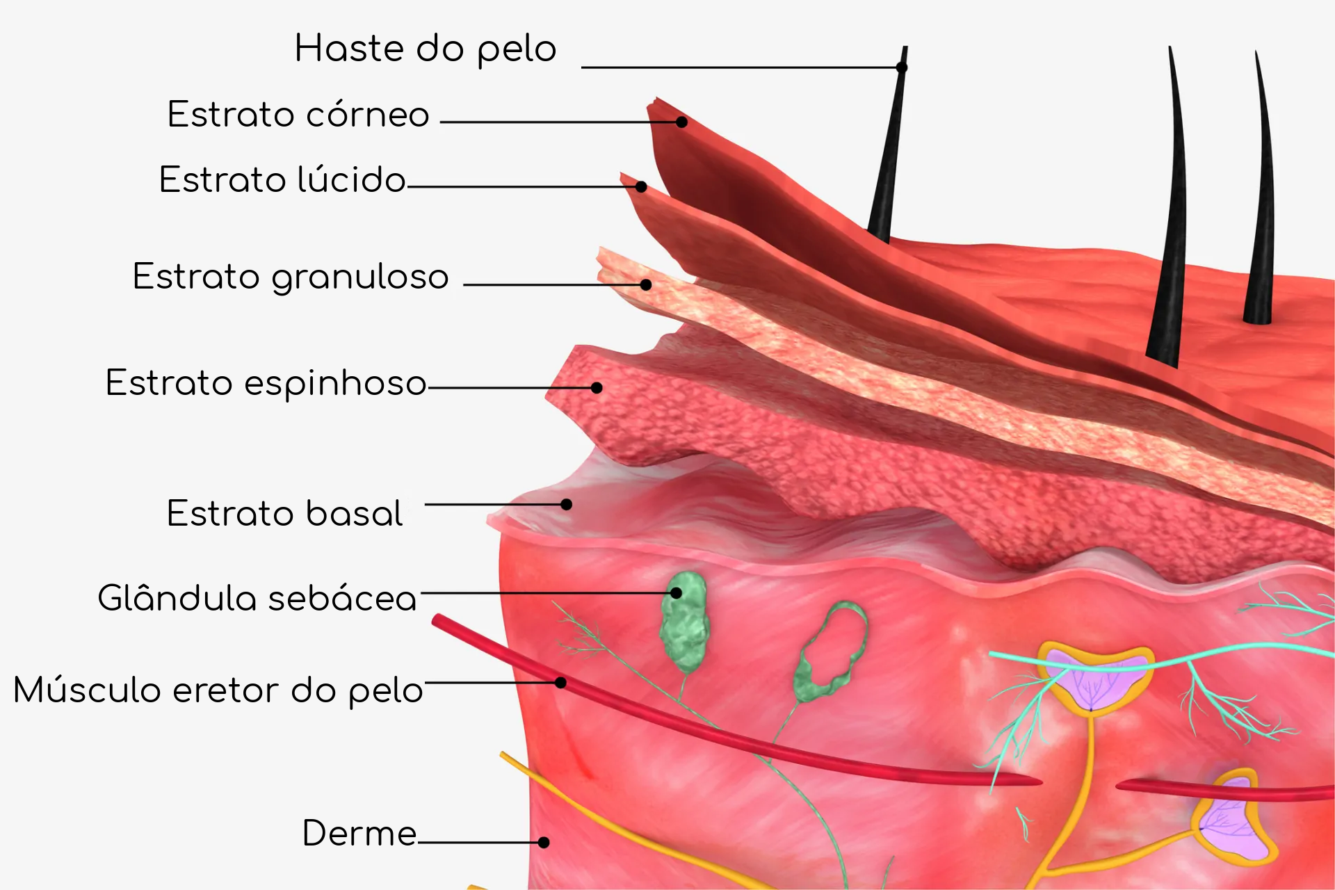 Epiderme: camadas e estrutura