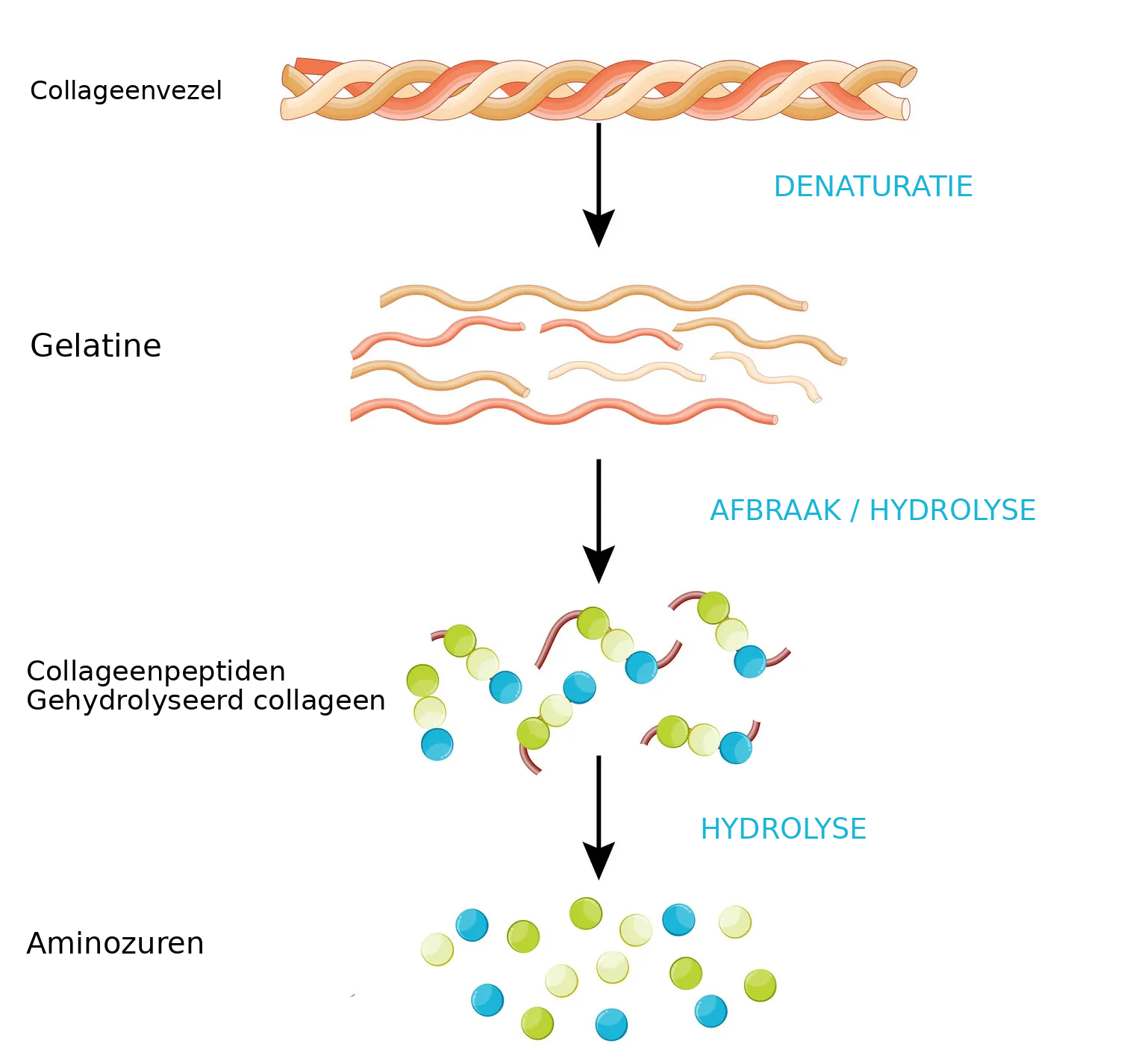 Hydrolyse van collageen
