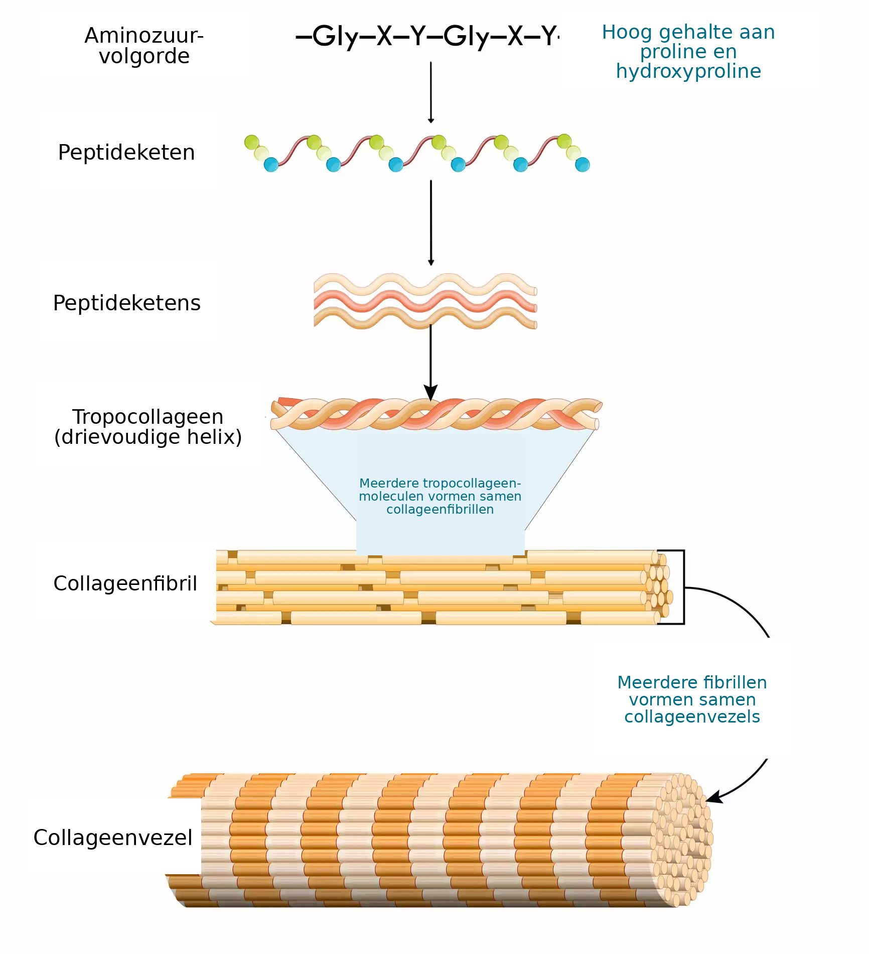 Collageenvezel - drievoudige helix - tropocollageen