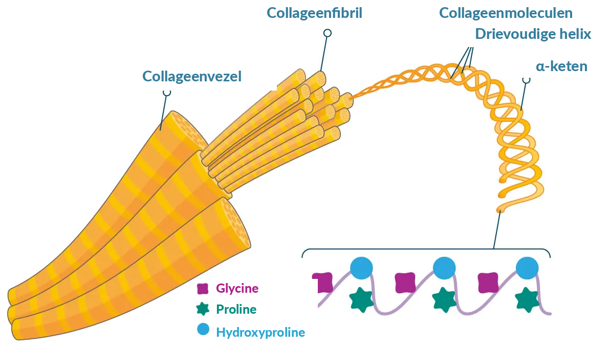 Structuur van collageen