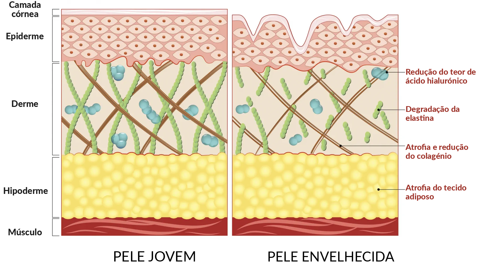 Envelhecimento da pele – elastina e colagénio