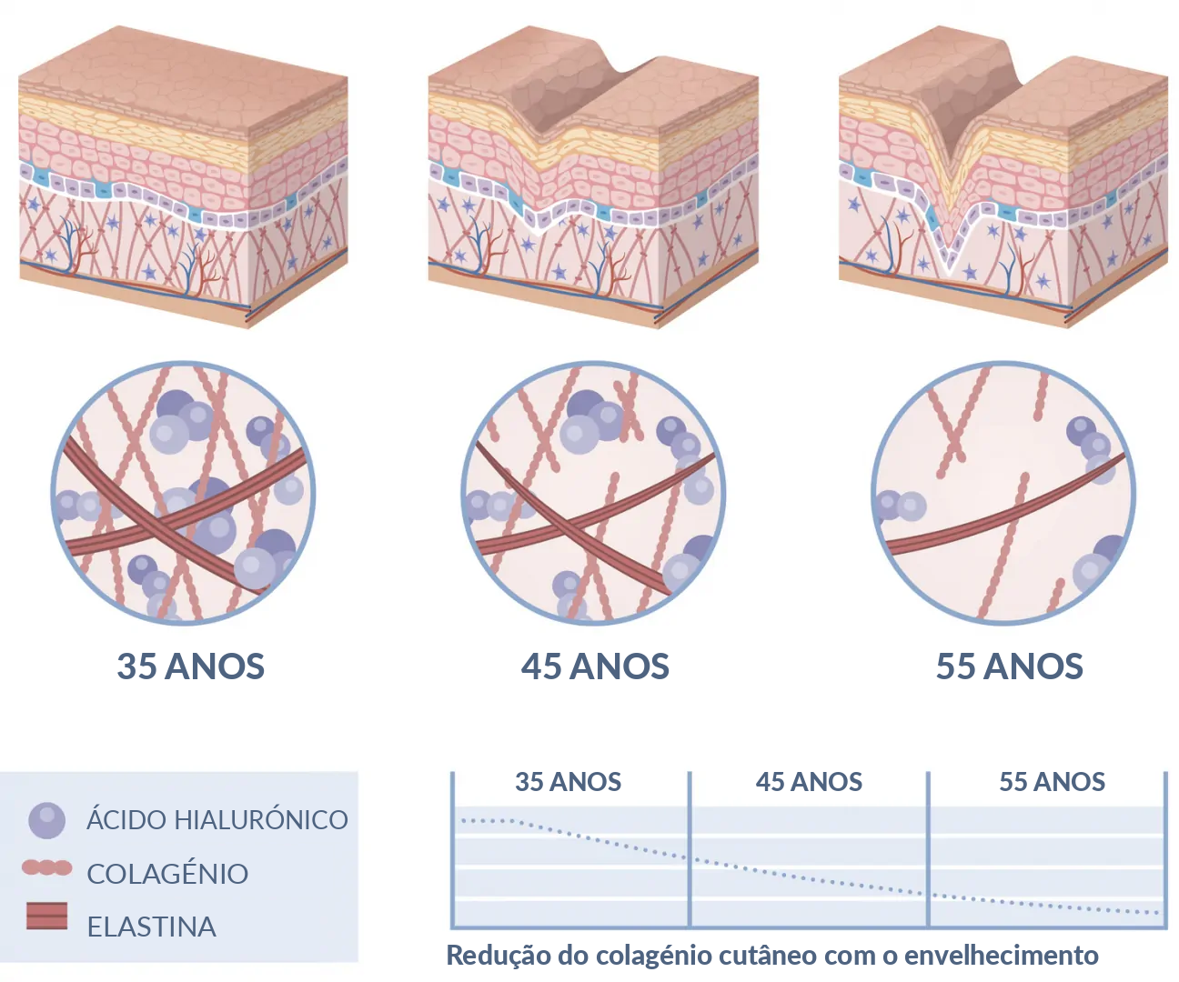 Colagénio e envelhecimento