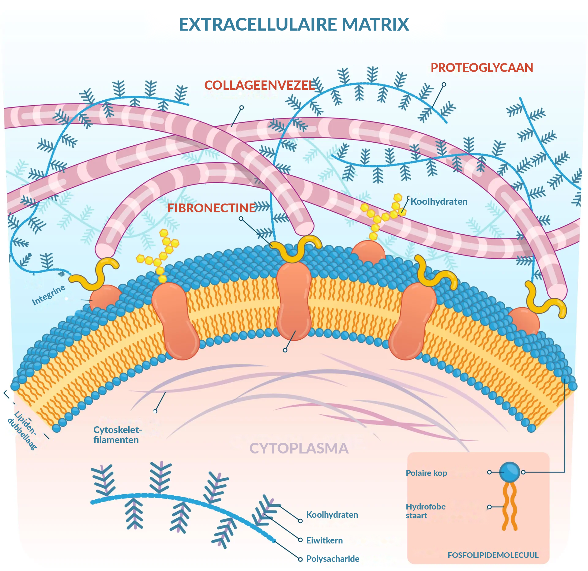 Extracellulaire matrix