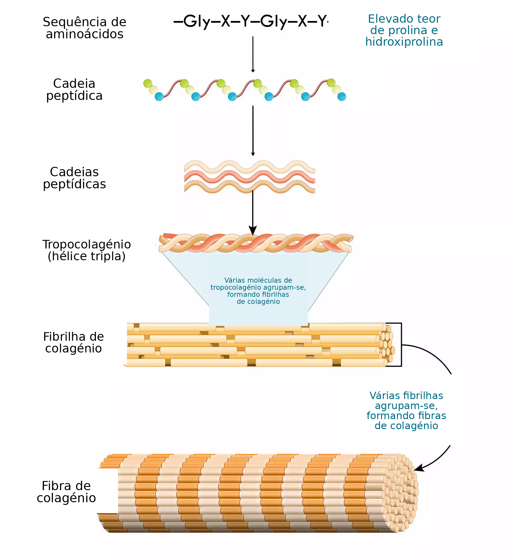 Fibra de colagénio - hélice tripla - tropocolagénio