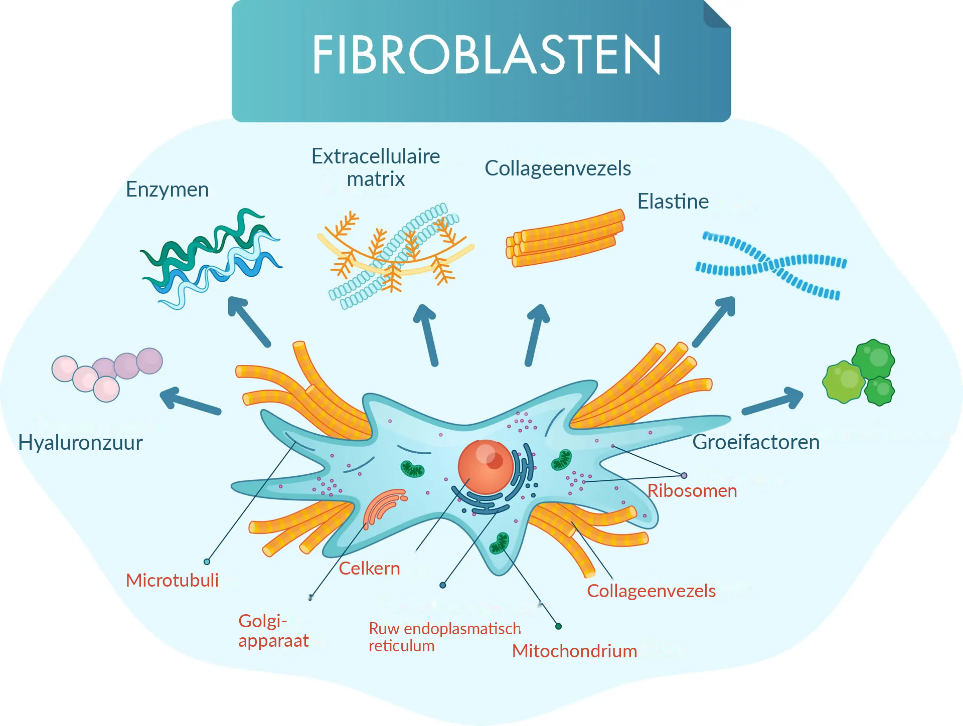 Huidfibroblast