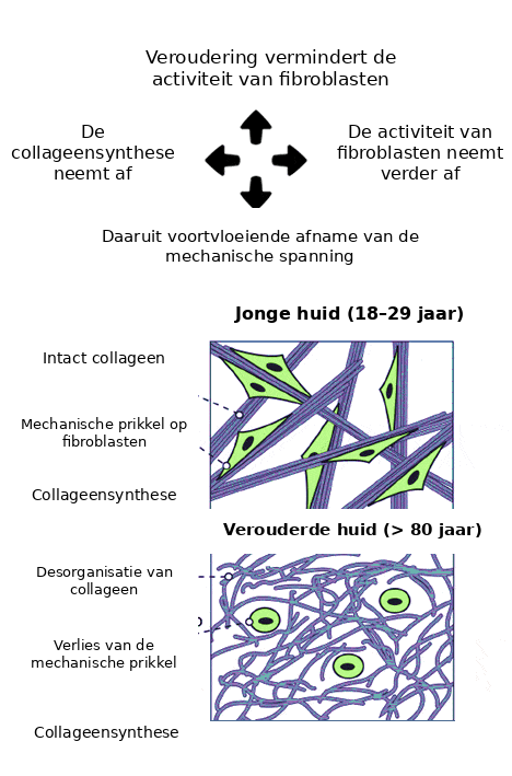 Veroudering van fibroblasten en collageen