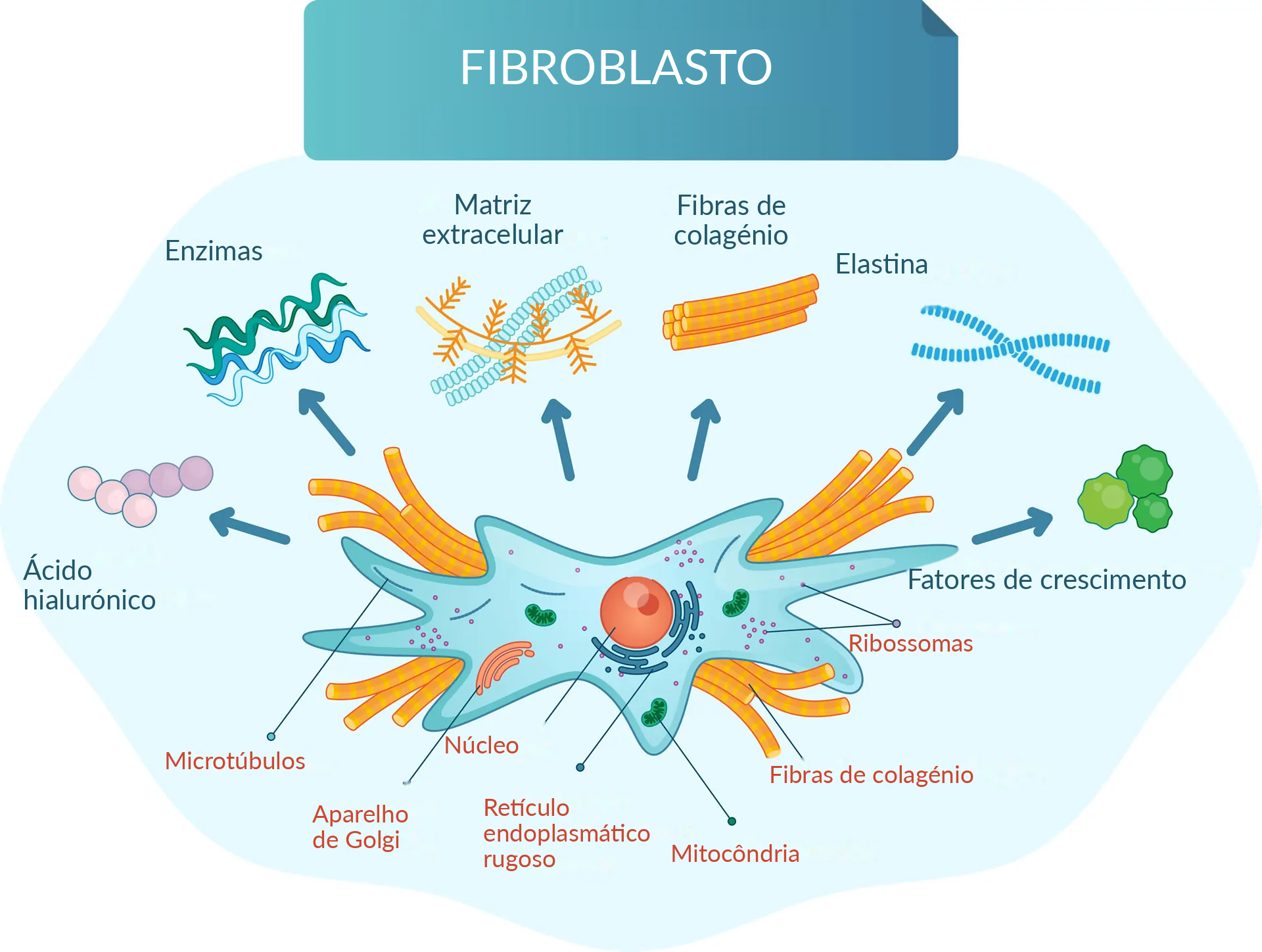 Fibroblasto da pele