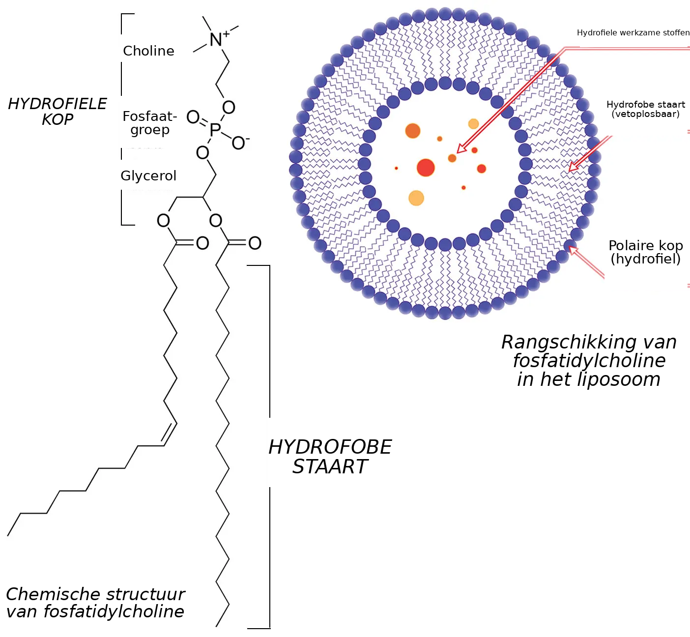 Fosfatidylcholine