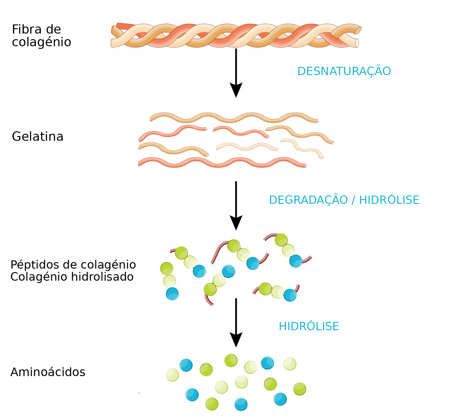 Hidr&oacute;lise do colag&eacute;nio