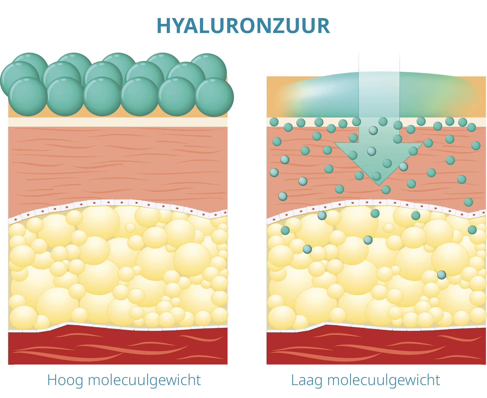 Hyaluronzuurcrèmes | Voordelen, Werking en Beperkingen