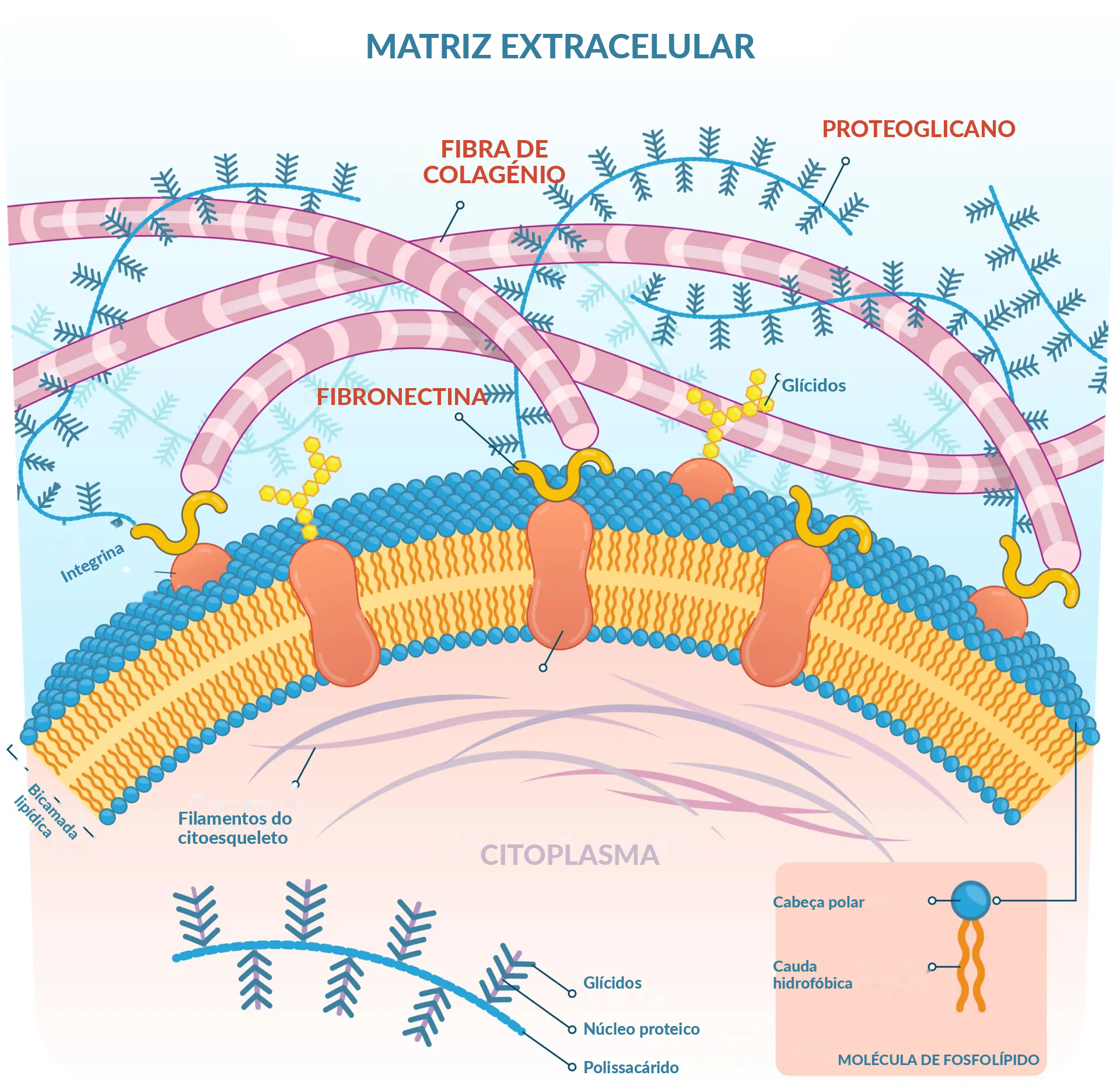 Matriz extracelular