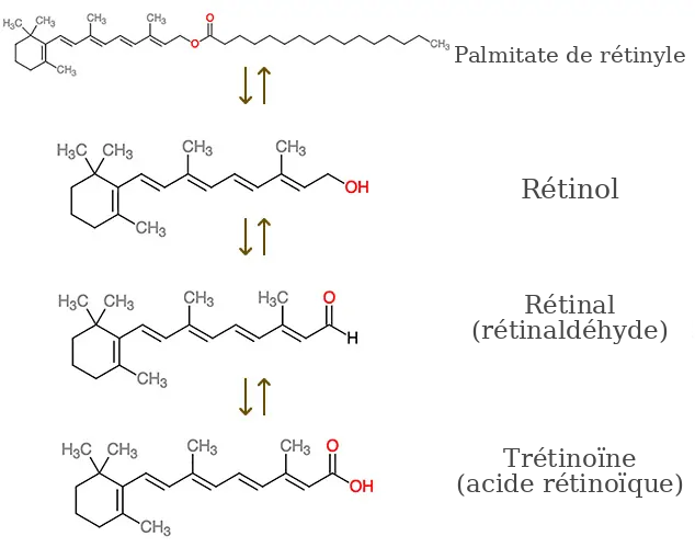 Transformation du Retinyl Palmitate en acide rétinoïque