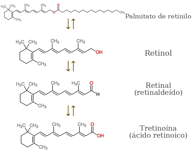 Transformação do Retinyl Palmitate em ácido retinoico