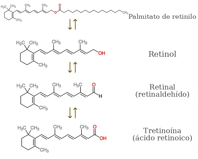 Conversión del Retinyl Palmitate en ácido retinoico
