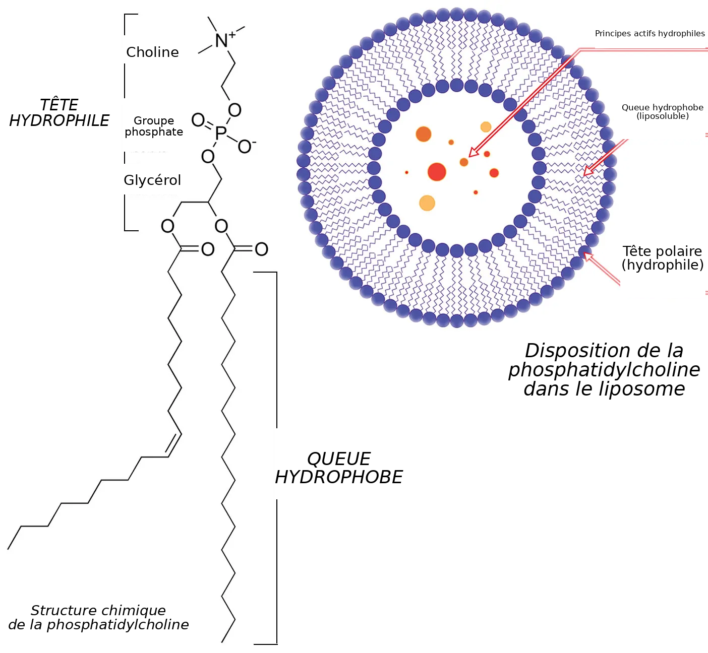 Phosphatidylcholine