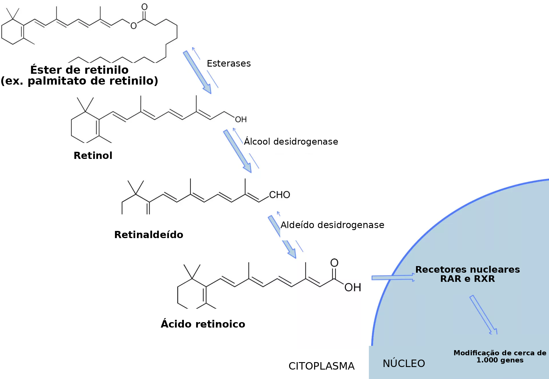 Funcionamento dos Retinoides