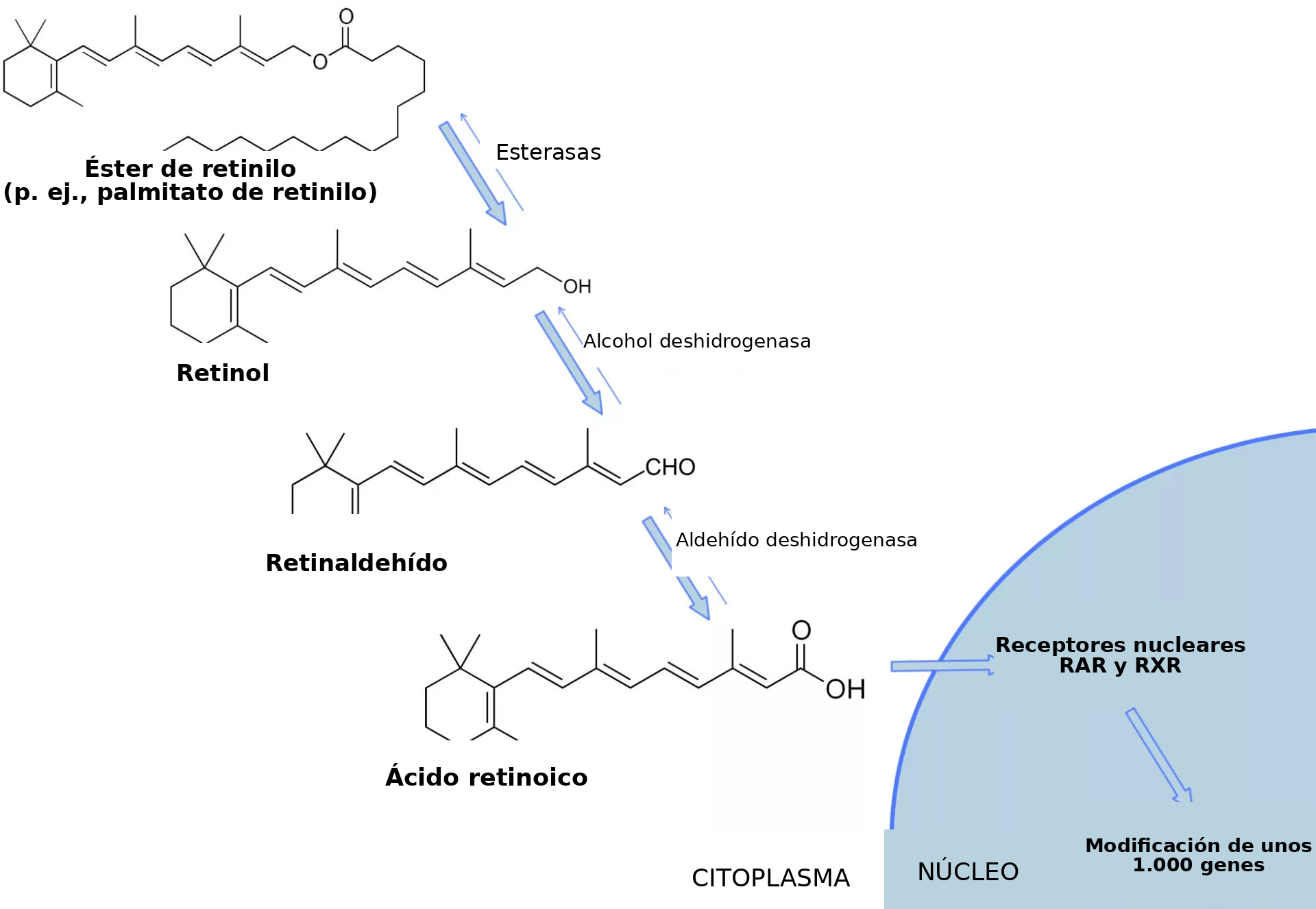 Funcionamiento de los retinoides