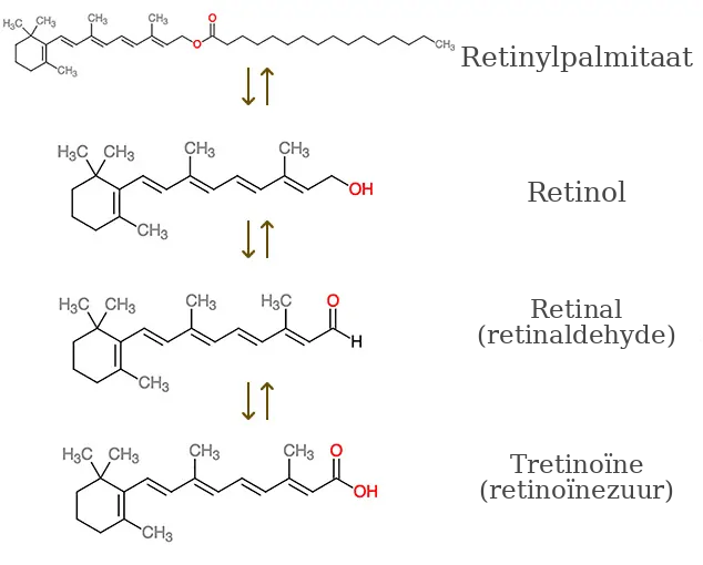 Omzetting van Retinyl Palmitate in retinoïnezuur