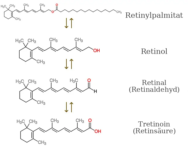 Umwandlung von Retinyl Palmitate in Retinsäure
