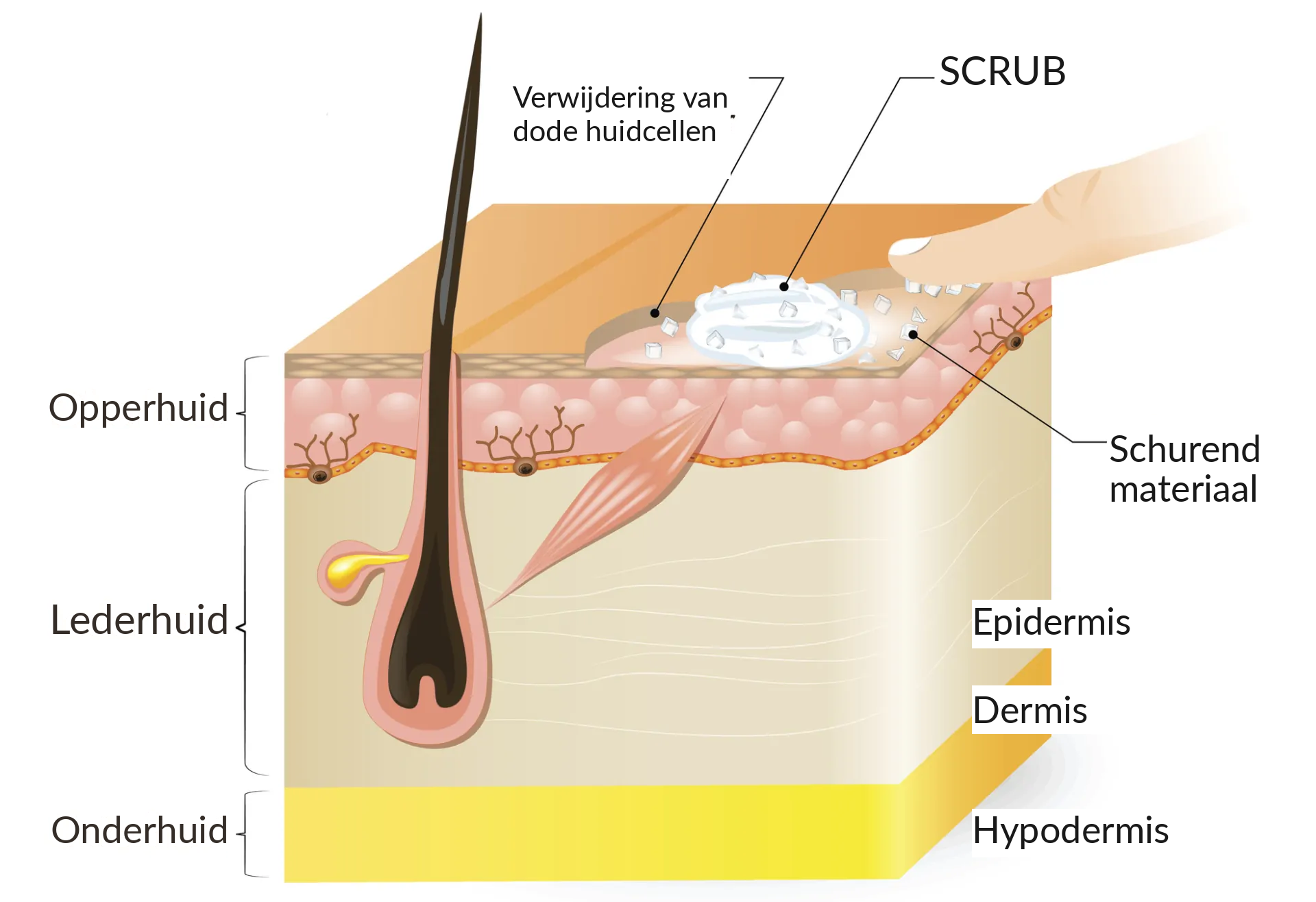 Scrub - Hoe werkt het?
