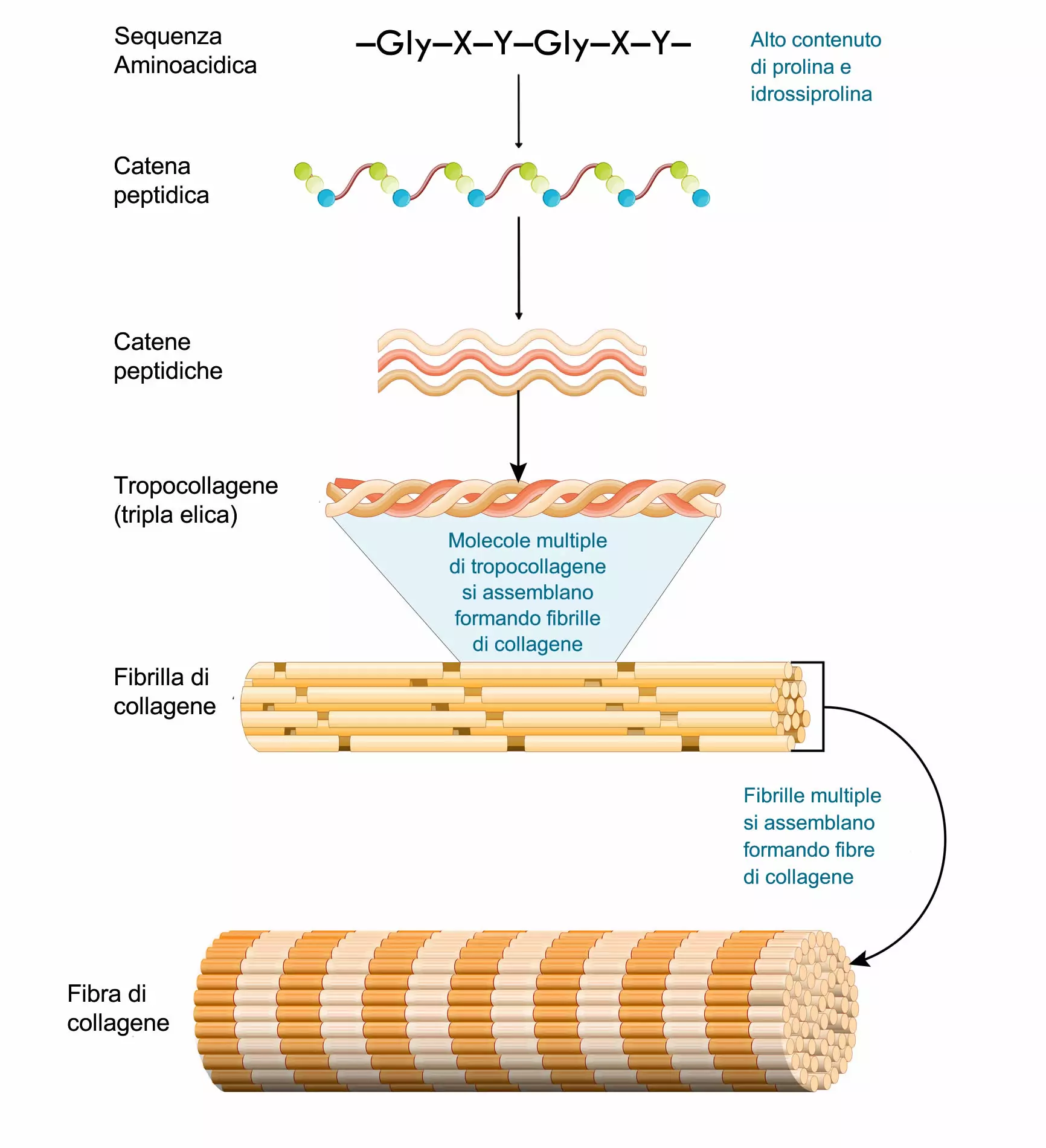 Fibra di Collagene - Tripla Elica - Tropocollagene
