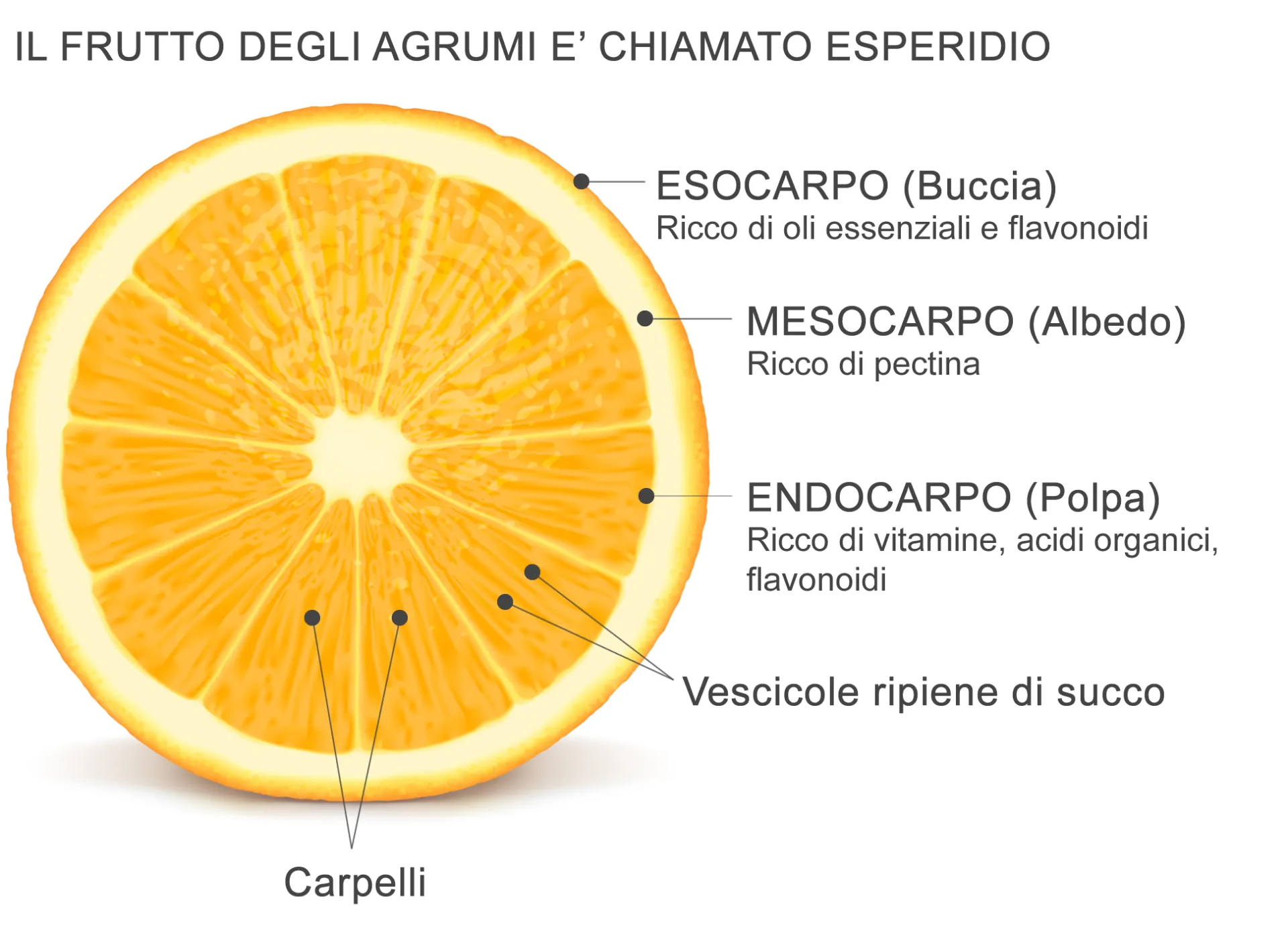 Agrumi Arancia Anatomia Esperidio Botanica