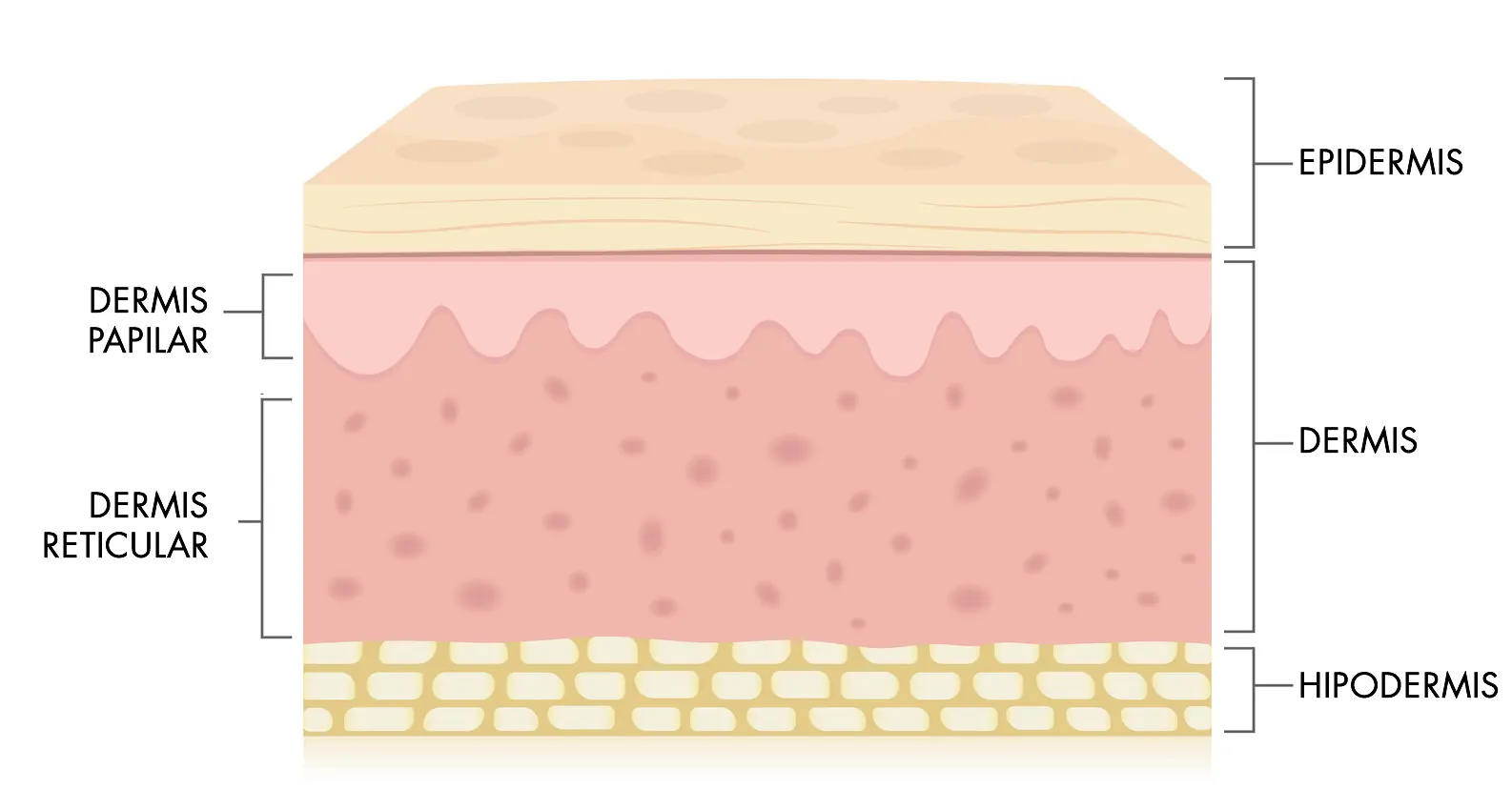 dermis papilar