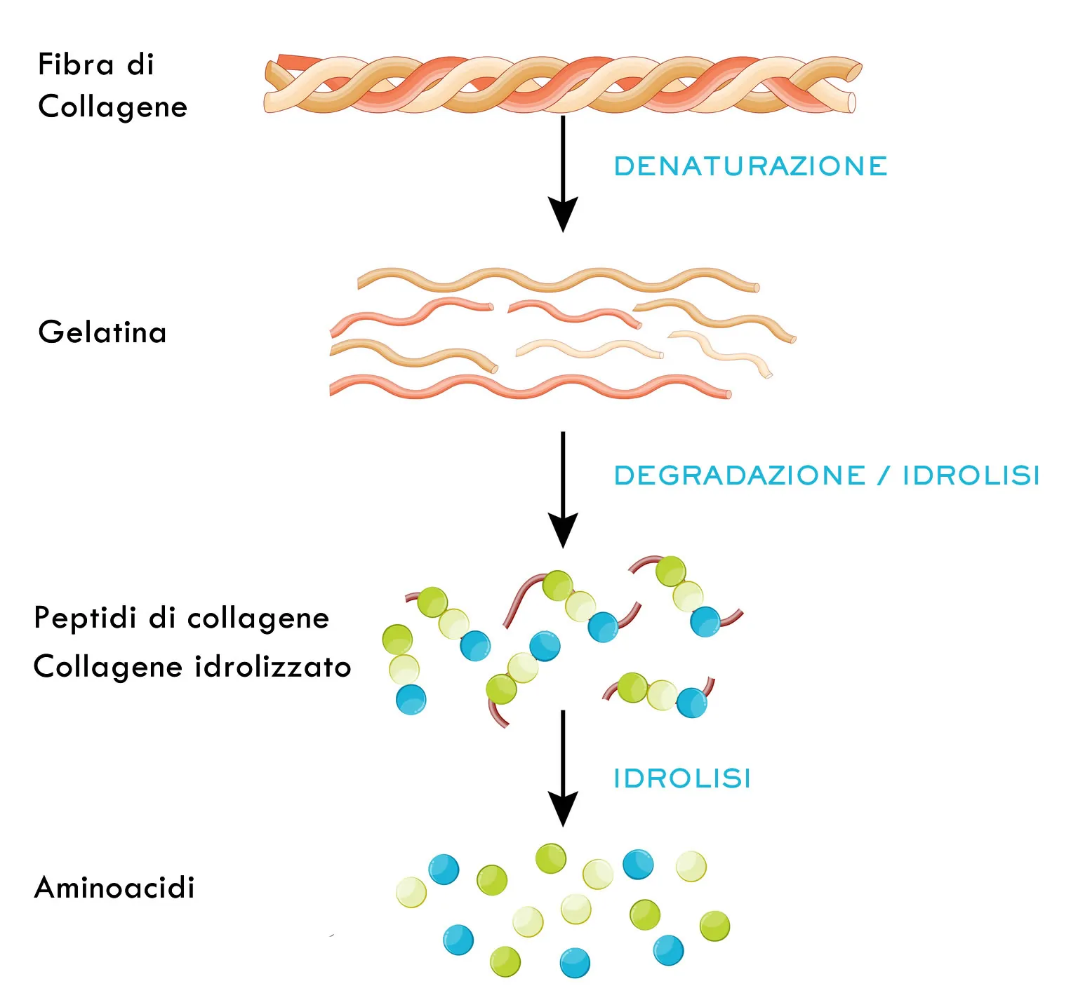 idrolisi del collagene