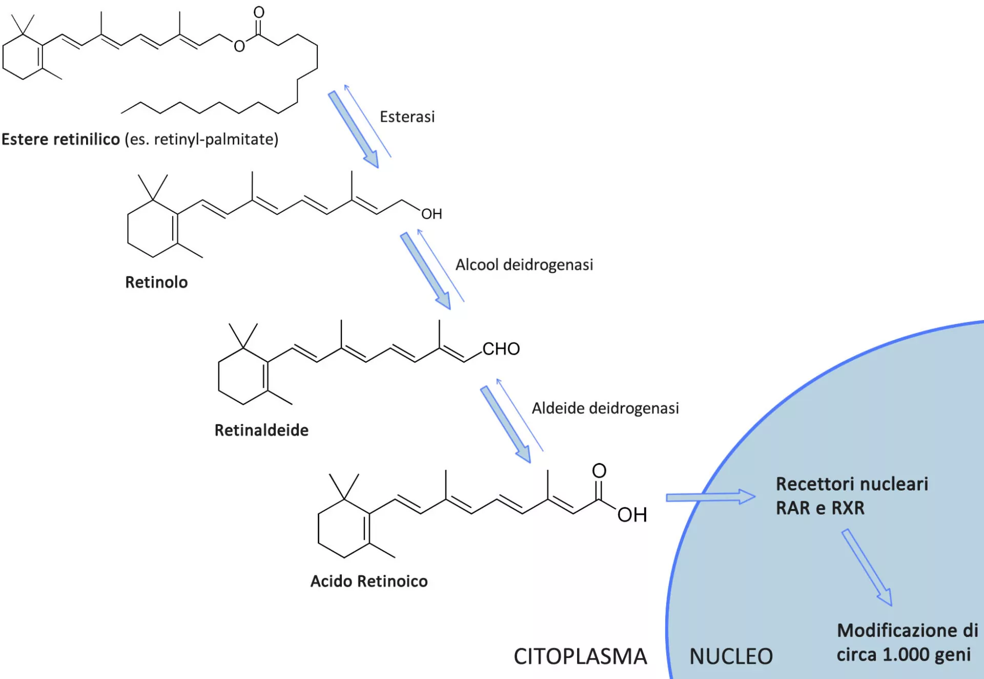 Retinoidi Funzionamento