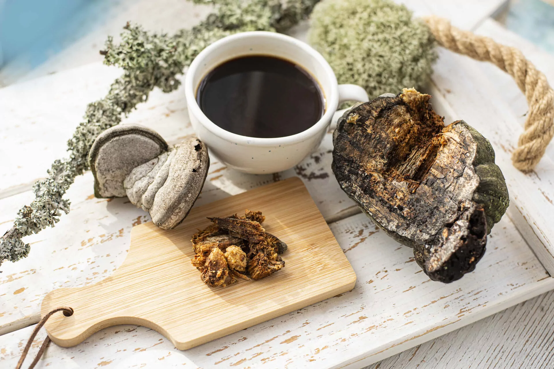 chaga tè o infuso