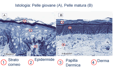 Istologia: Pelle giovane (A), Pelle matura (B)